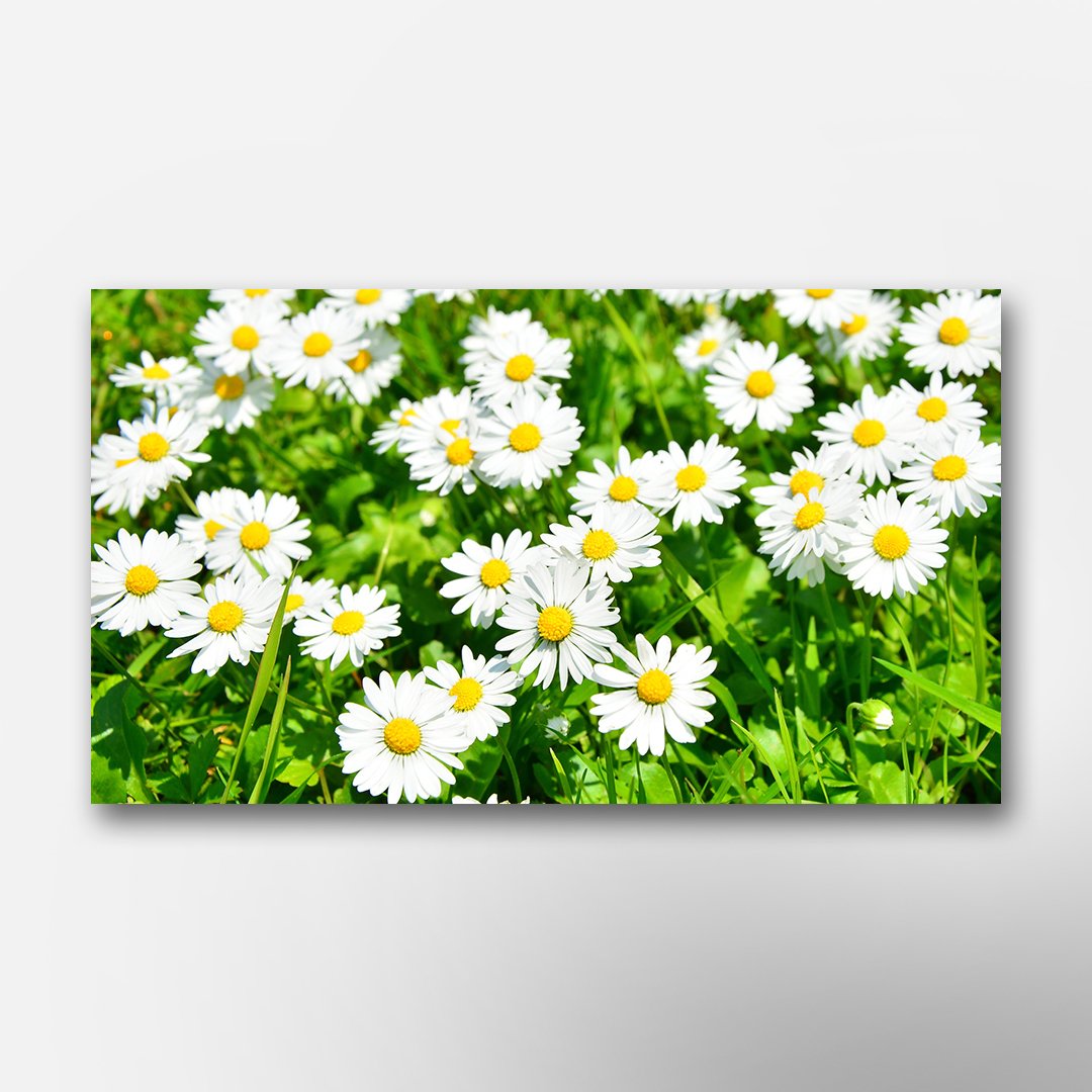 Papatya Çiçekleri  Kanvas Tablo-TKC1191