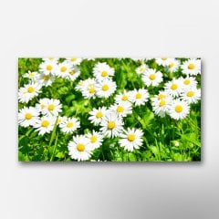 Papatya Çiçekleri  Kanvas Tablo-TKC1191